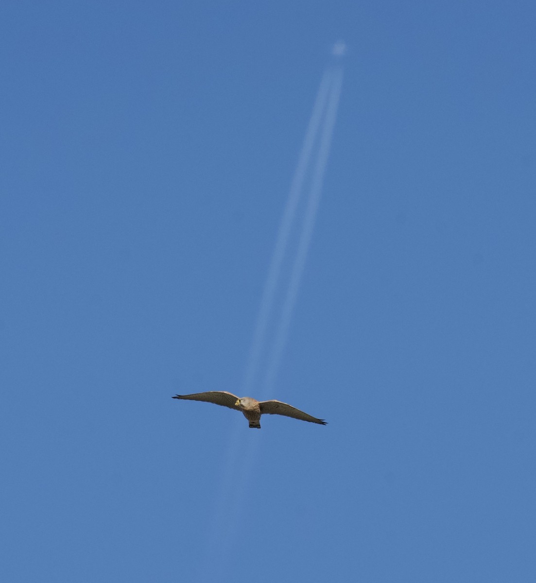 Faucon crécerelle - ML644670597