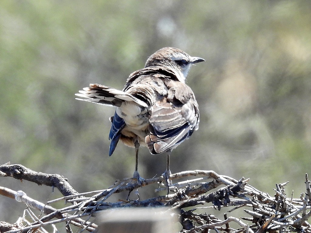 マミジロマネシツグミ - ML644670599