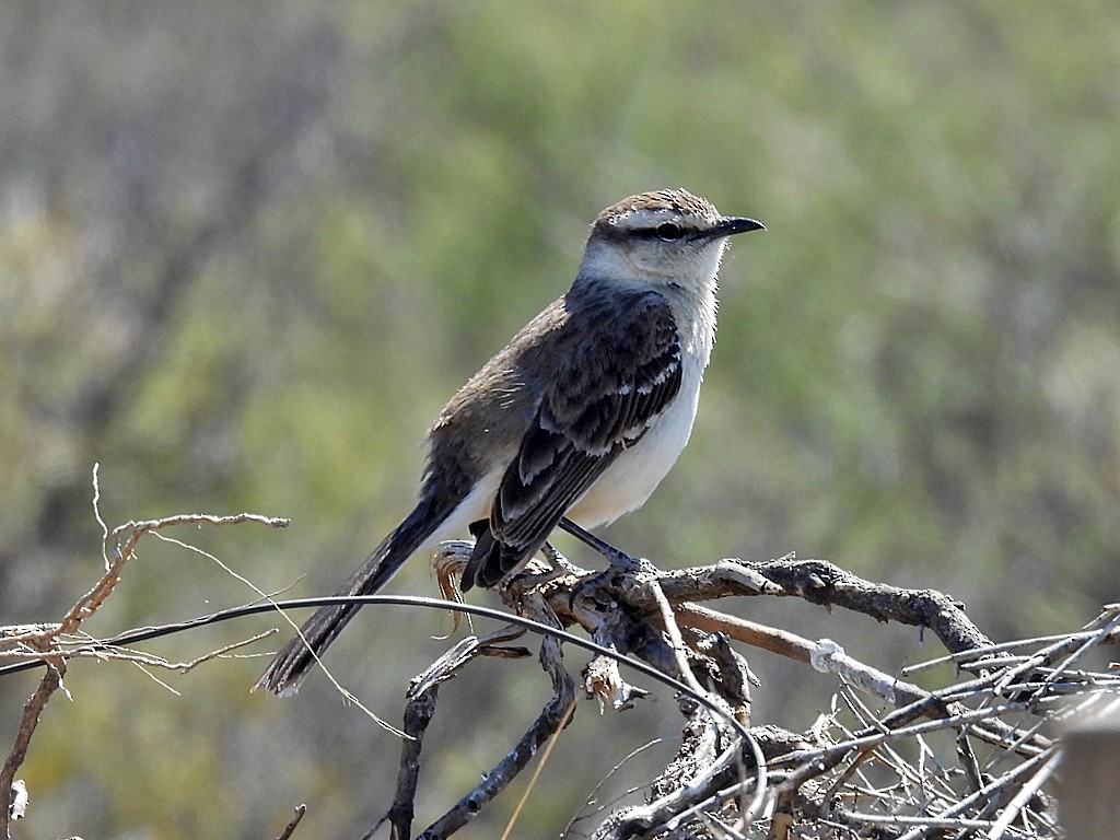 マミジロマネシツグミ - ML644670600