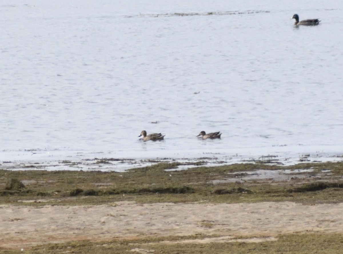 Kaşıkgaga - ML644670603