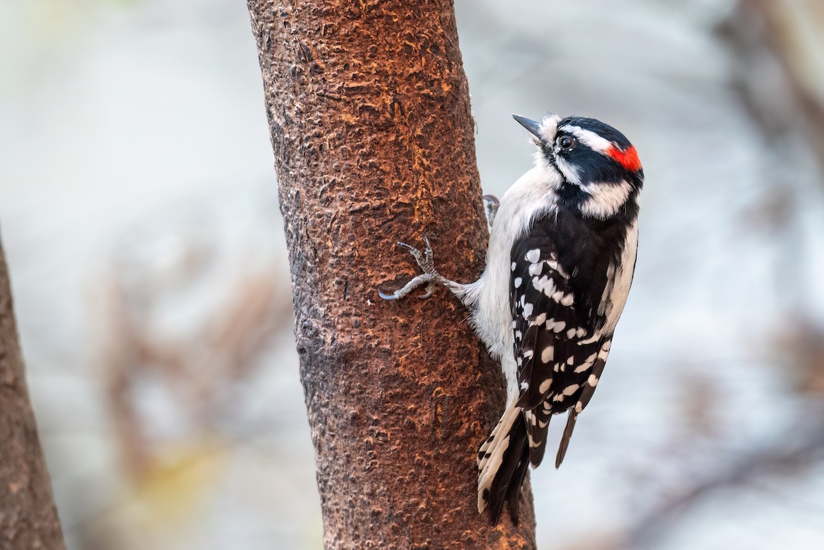 Пушистый дятел - ML644670604