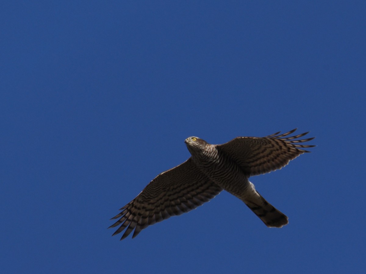 Морин харцага - ML644670605