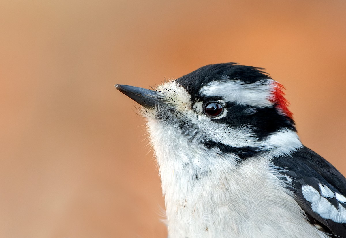 strakapoud osikový - ML644670615