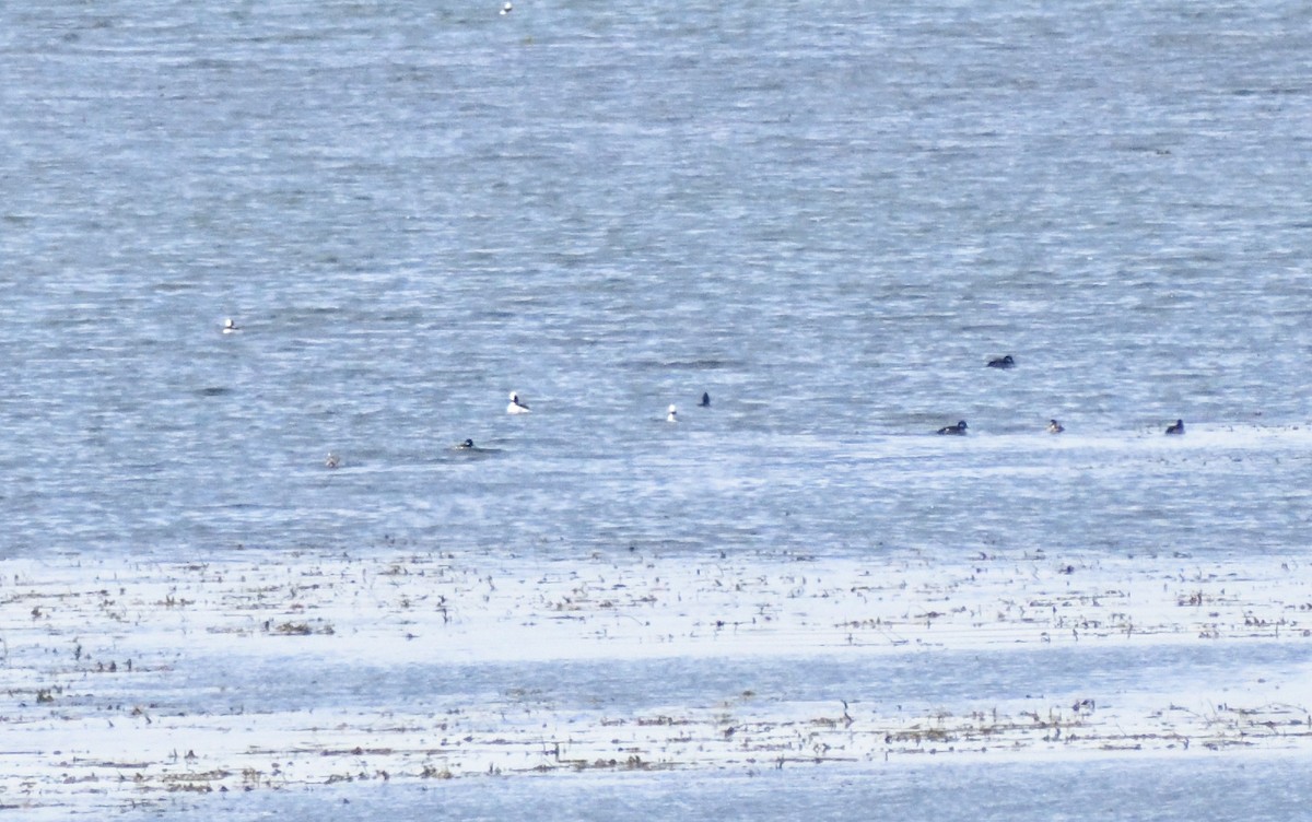 Ak Yanaklı Ördek - ML644670618