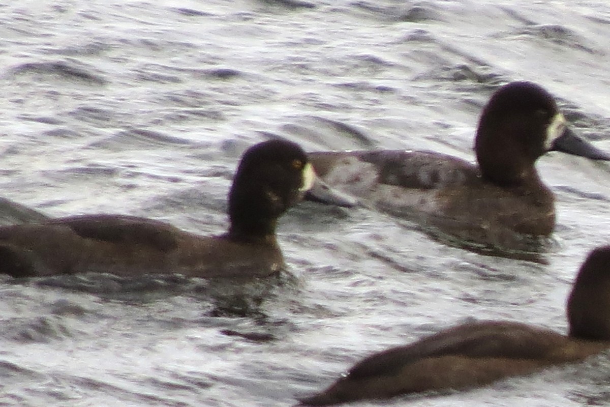 スズガモ - ML644670621