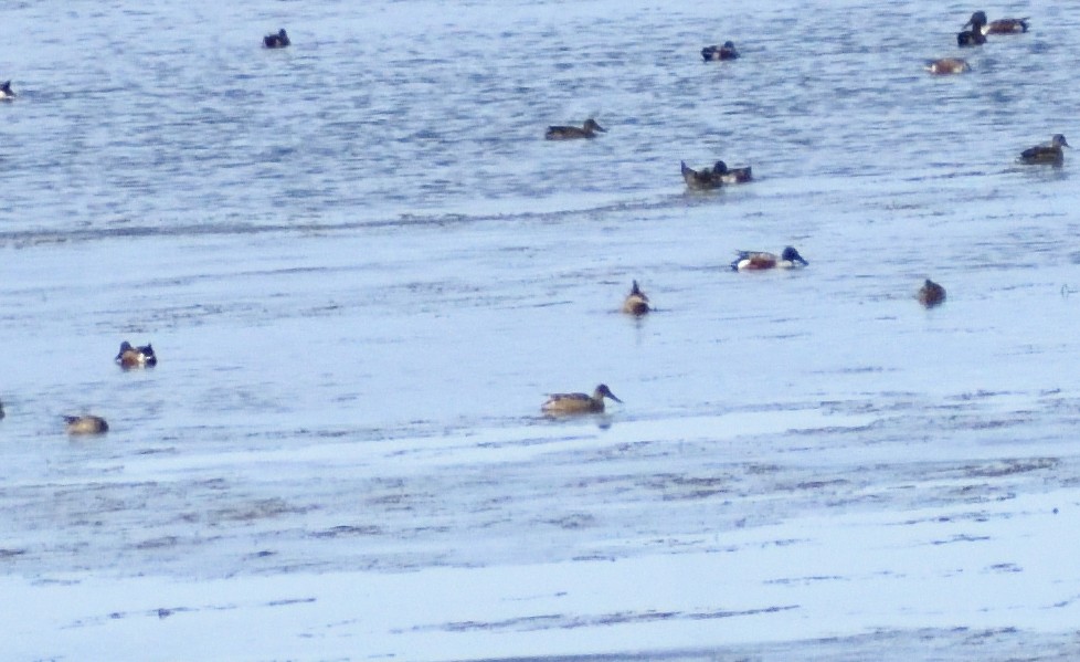 Kaşıkgaga - ML644670622