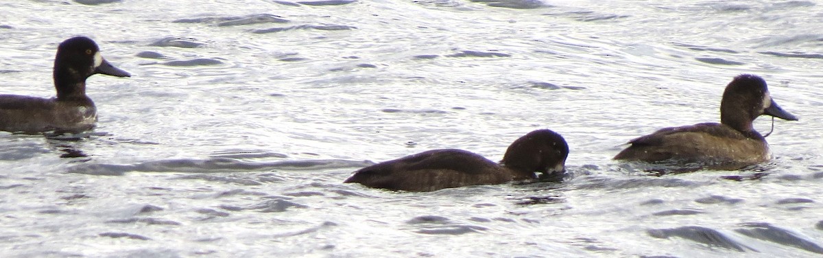 スズガモ - ML644670623