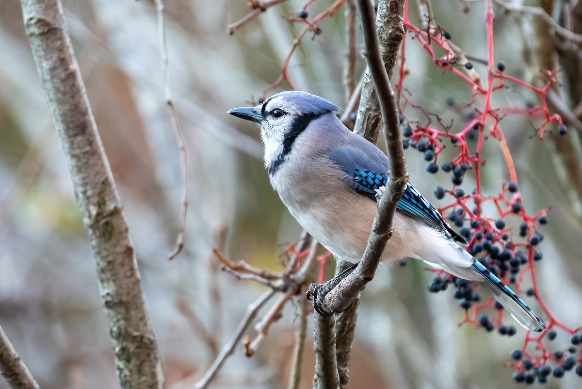 Голубая сойка - ML644670625