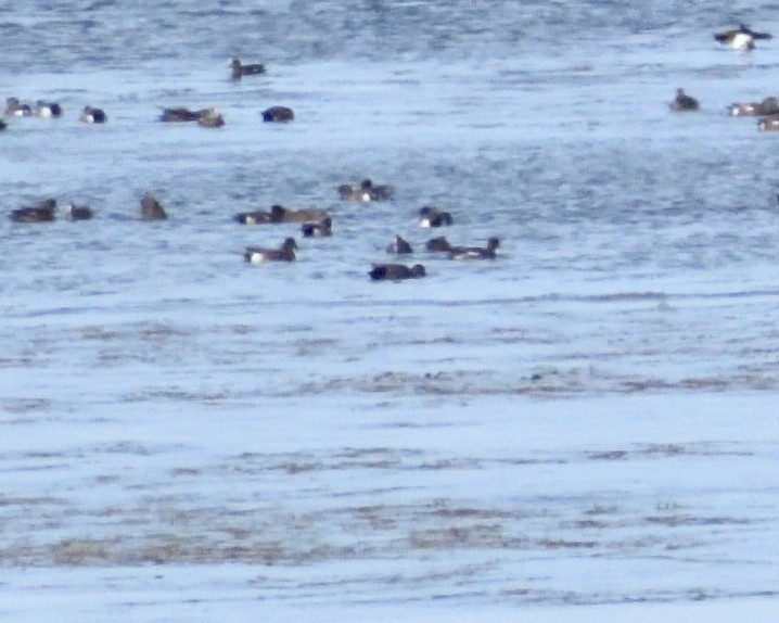 Boz Ördek - ML644670626