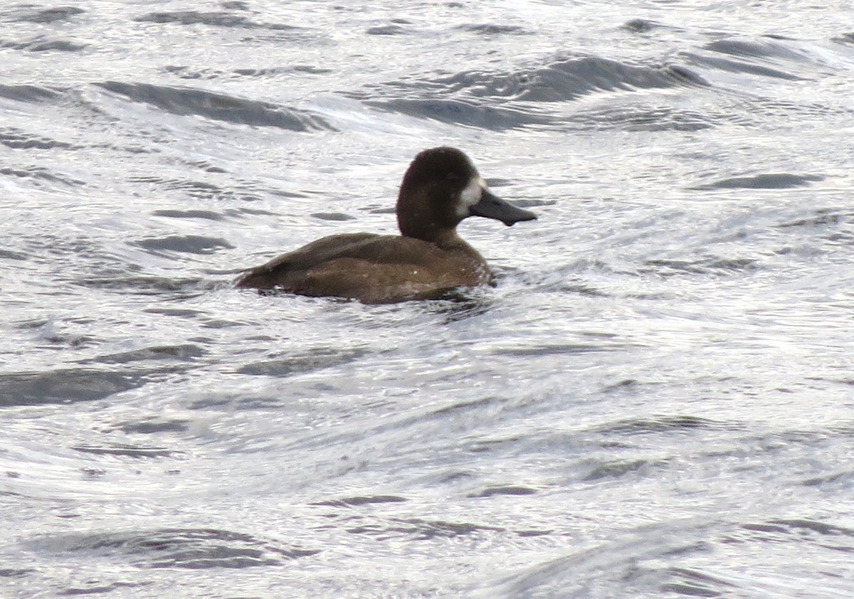 スズガモ - ML644670627