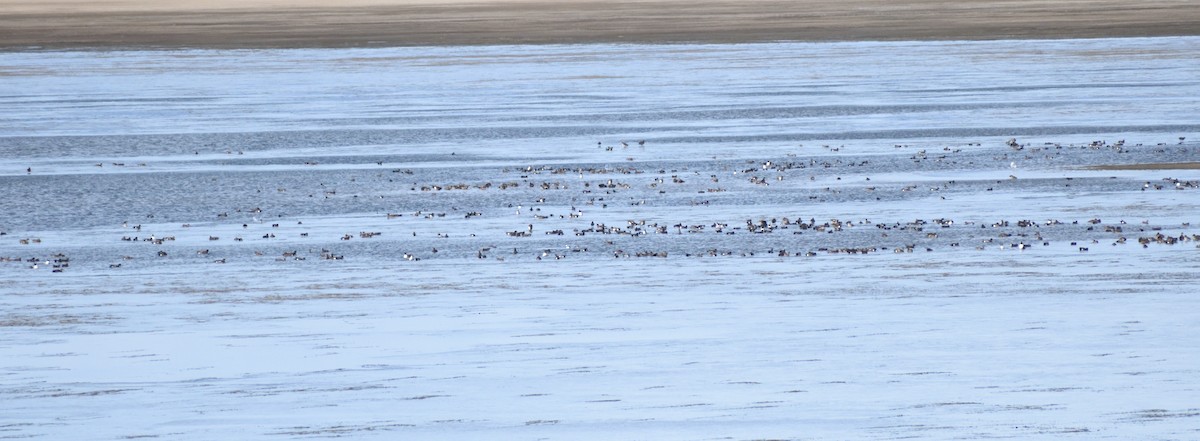 Amerika Fiyusu - ML644670629