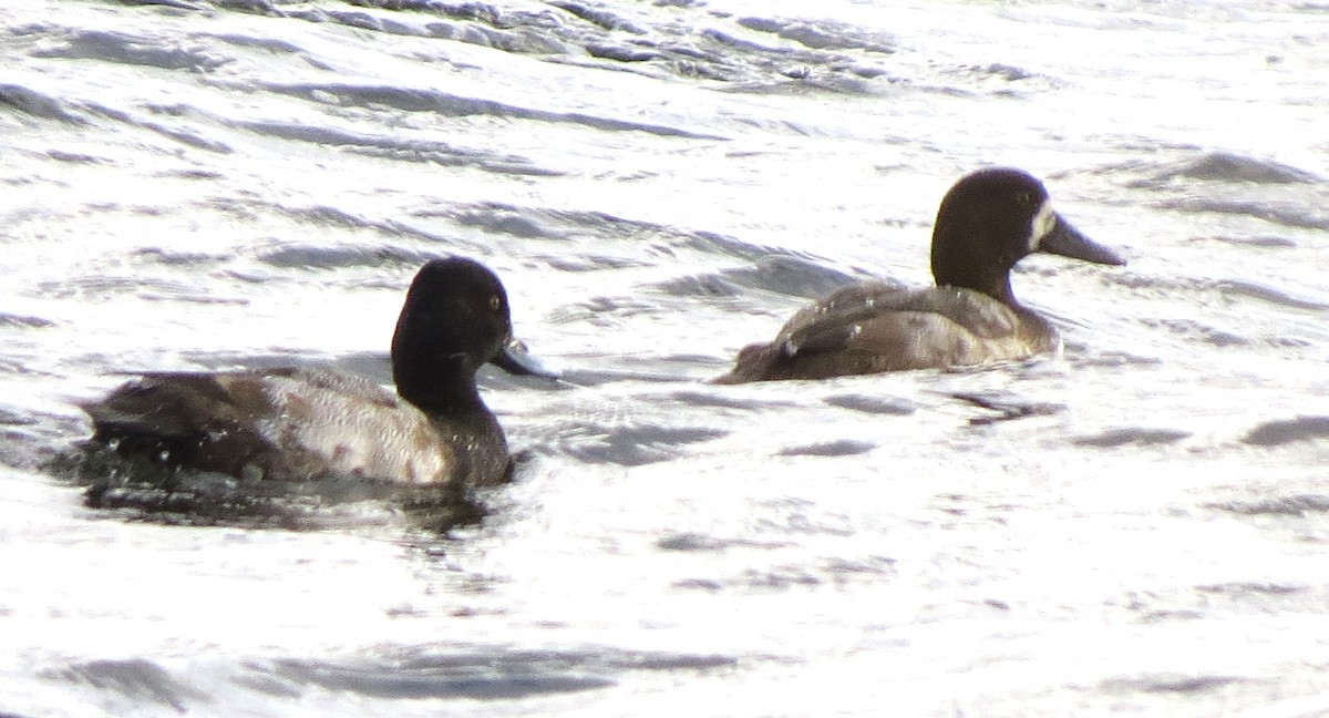 スズガモ - ML644670631