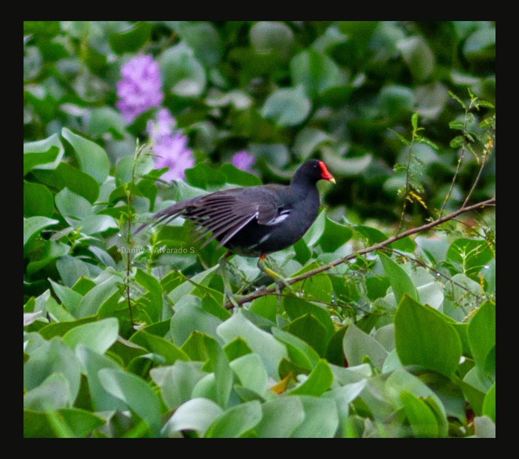 Курочка латиноамериканська - ML644670632