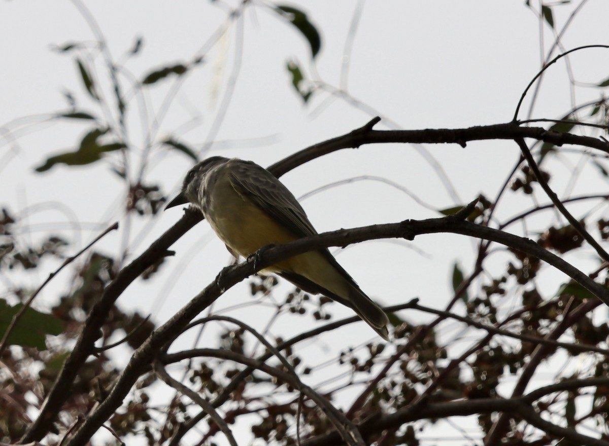 Cassin's Kingbird - ML644670634