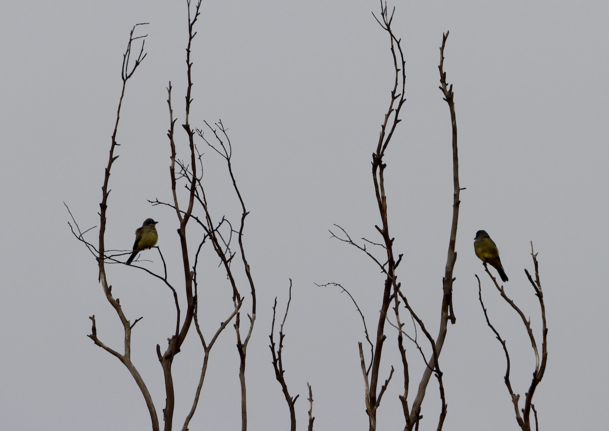 Cassin's Kingbird - ML644670635