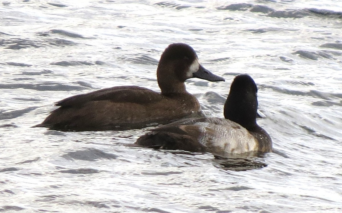 スズガモ - ML644670639