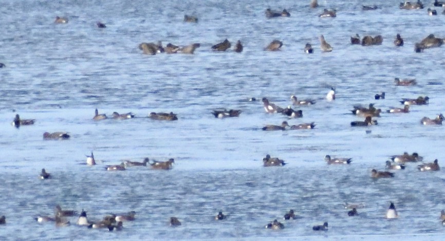 Boz Ördek - ML644670640