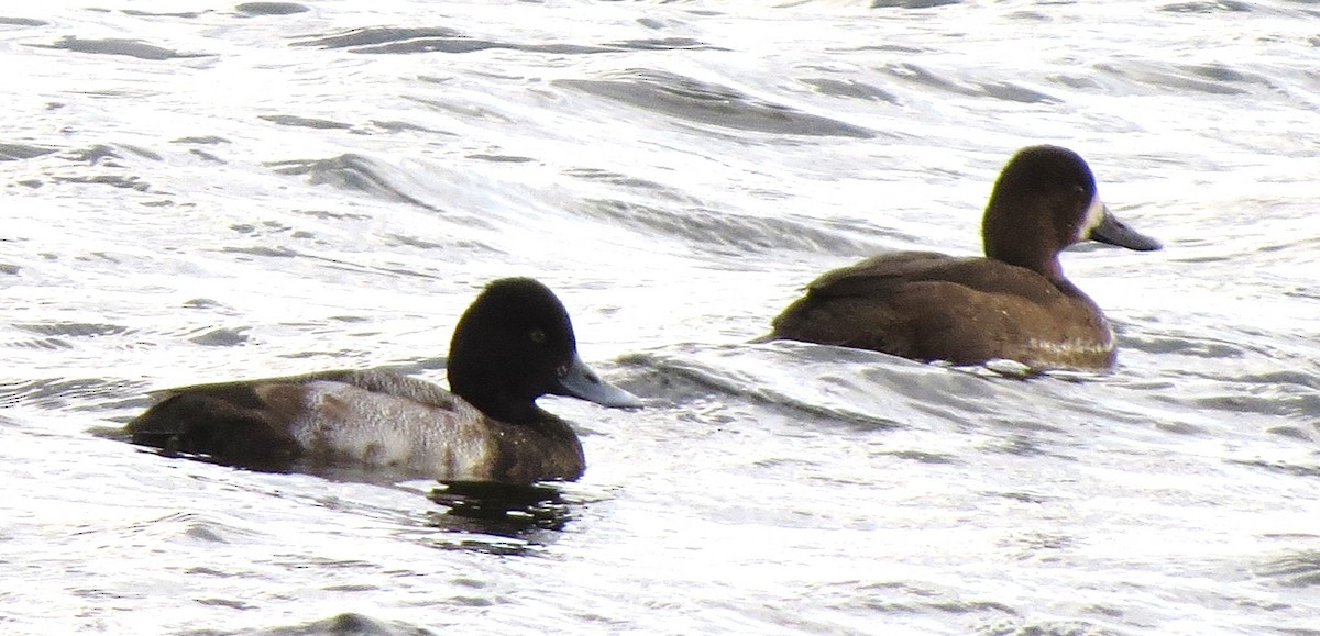 スズガモ - ML644670641