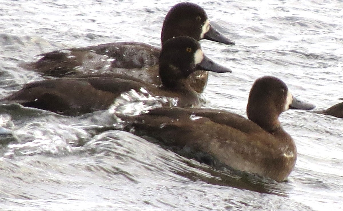 スズガモ - ML644670649