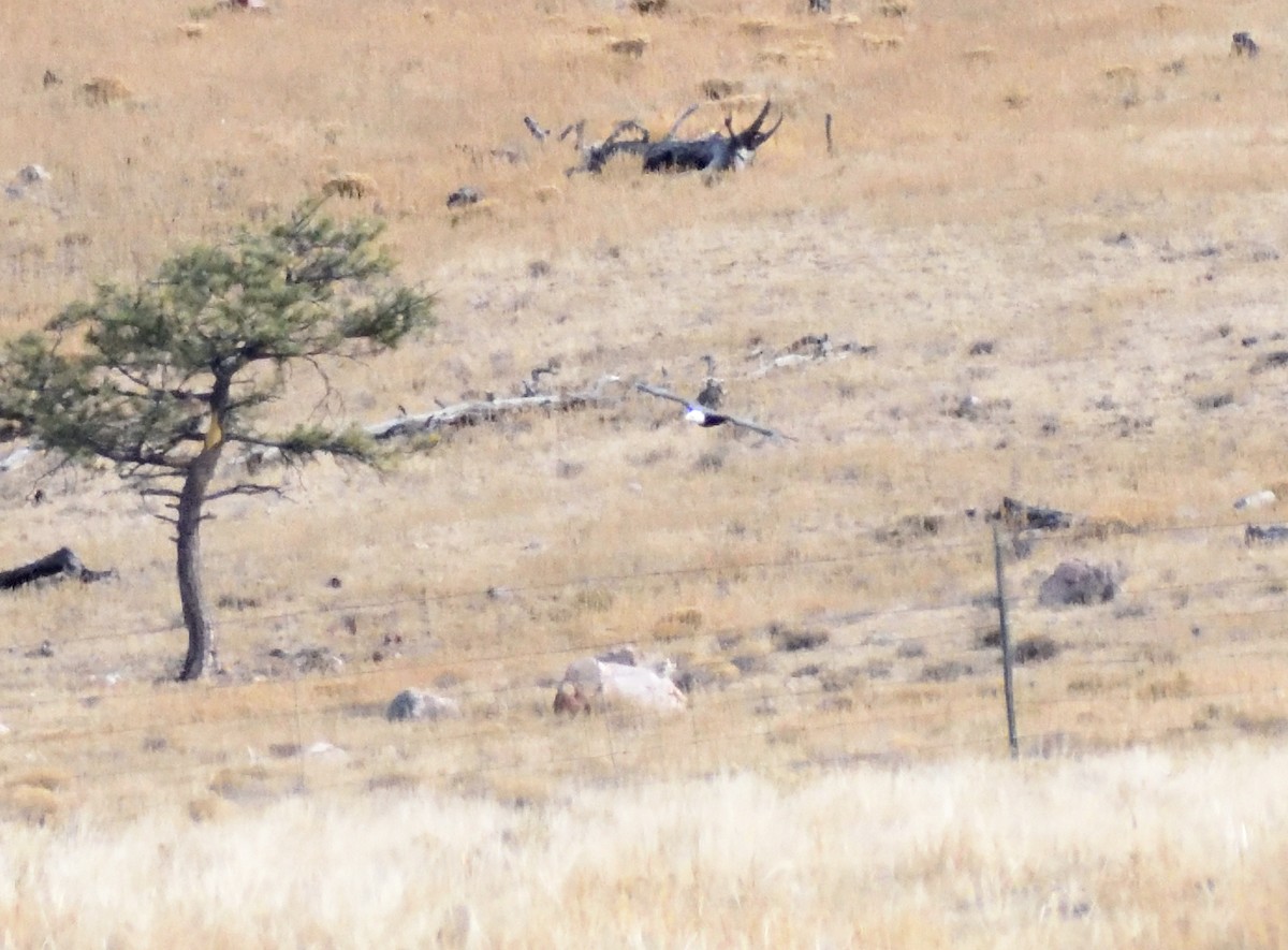 Ak Başlı Kartal - ML644670650