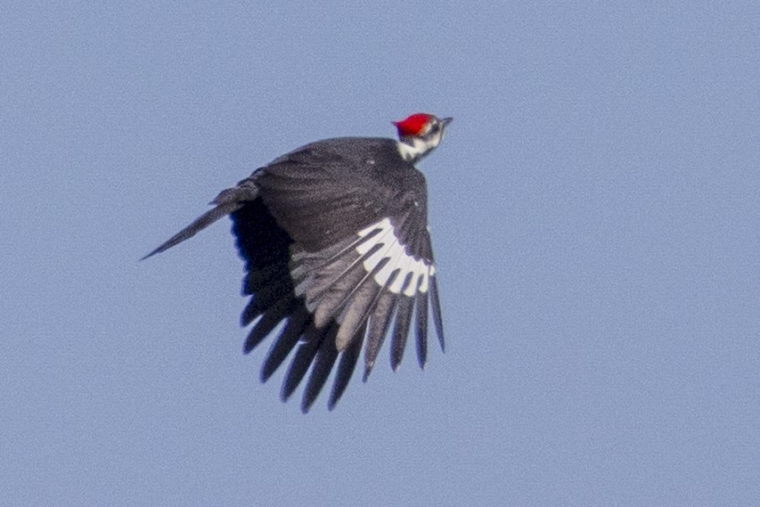 エボシクマゲラ - ML644670652