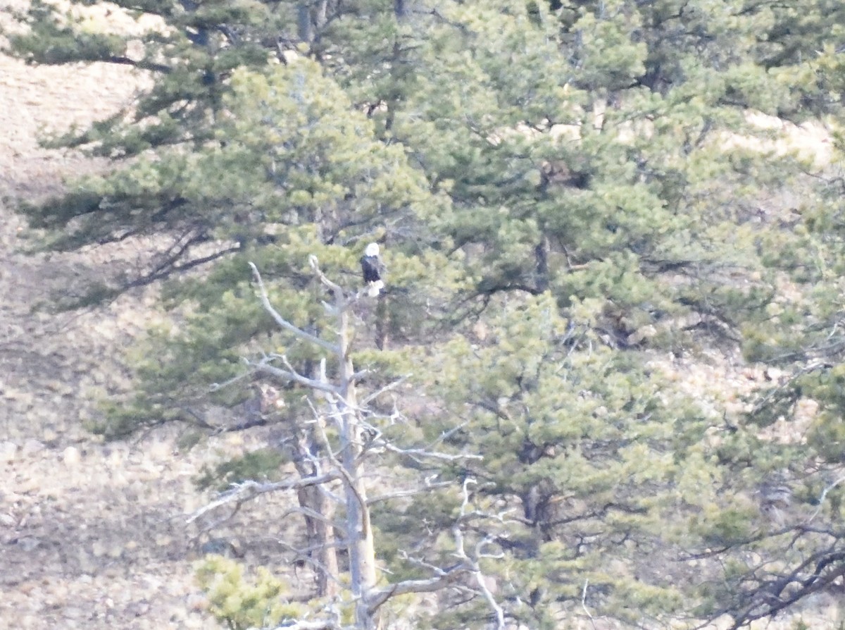 Ak Başlı Kartal - ML644670654