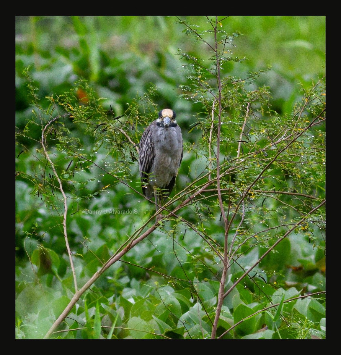 kvakoš žlutočelý - ML644670655