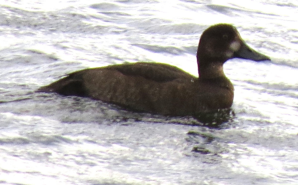 スズガモ - ML644670656