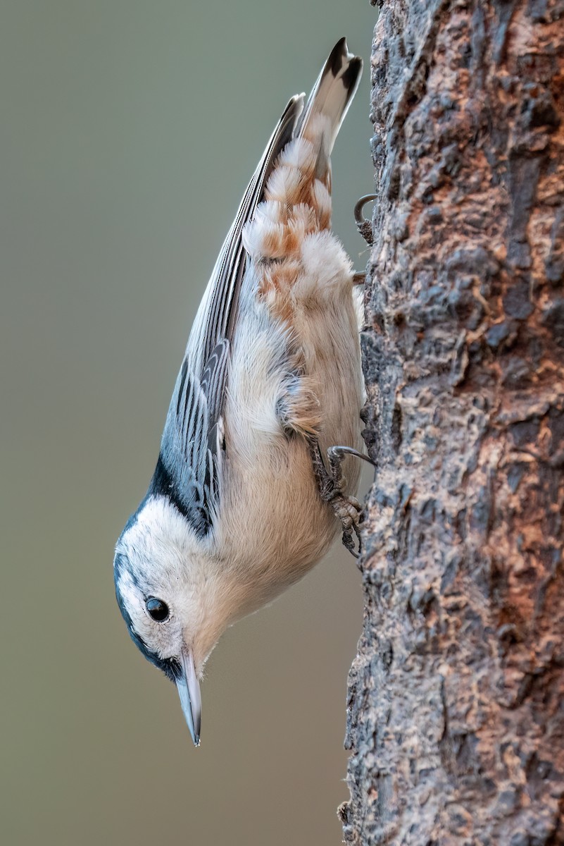 Каролинский поползень - ML644670657