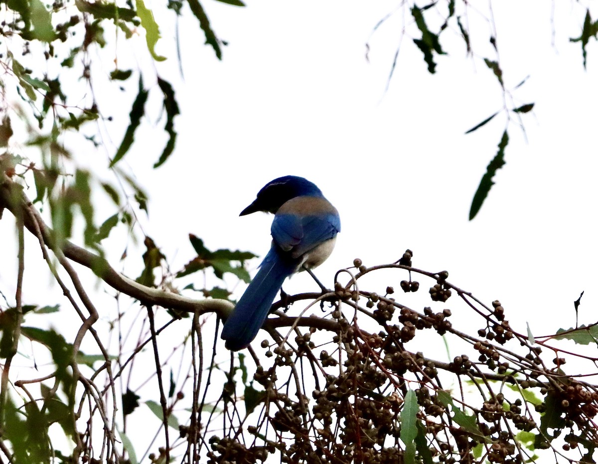 カリフォルニアカケス - ML644670660