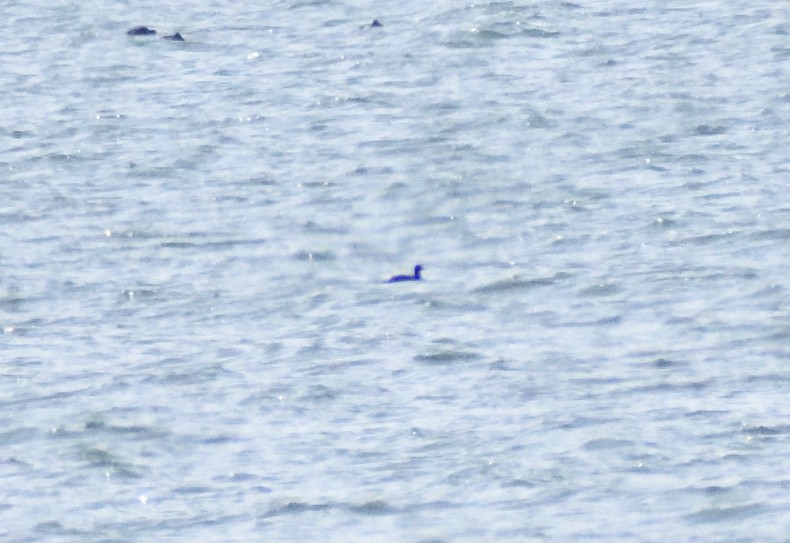 turpan žlutozobý - ML644670663