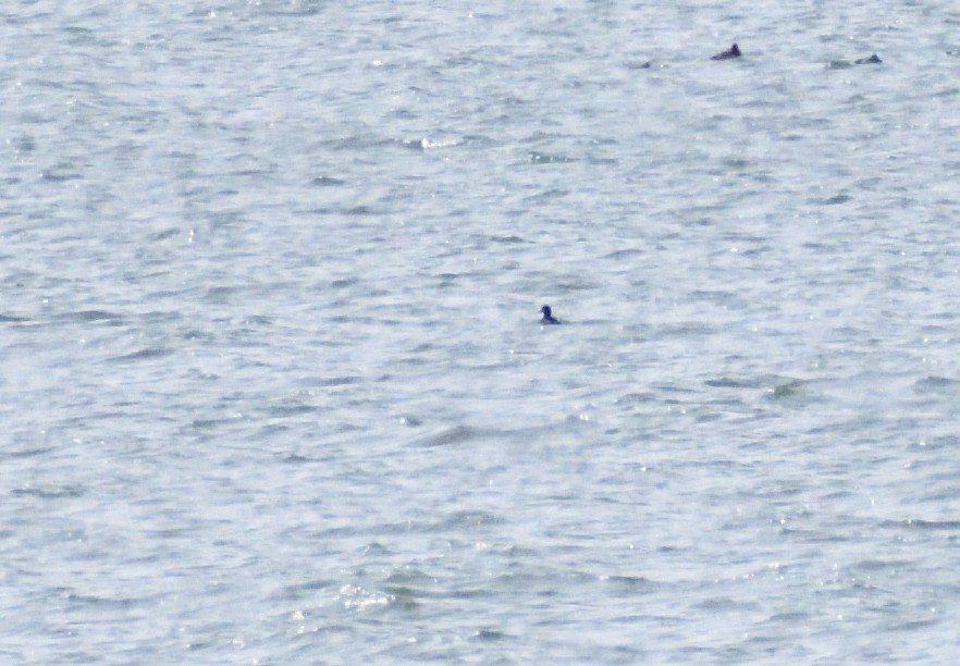 turpan žlutozobý - ML644670664