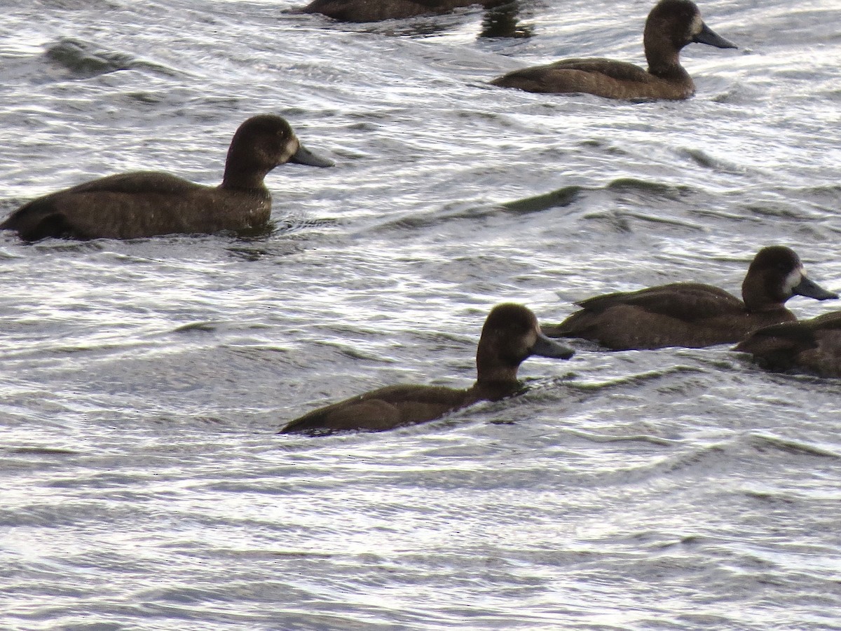 スズガモ - ML644670665