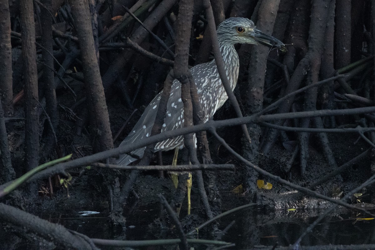 シラガゴイ - ML644670666