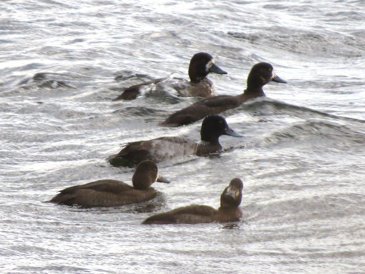 スズガモ - ML644670667