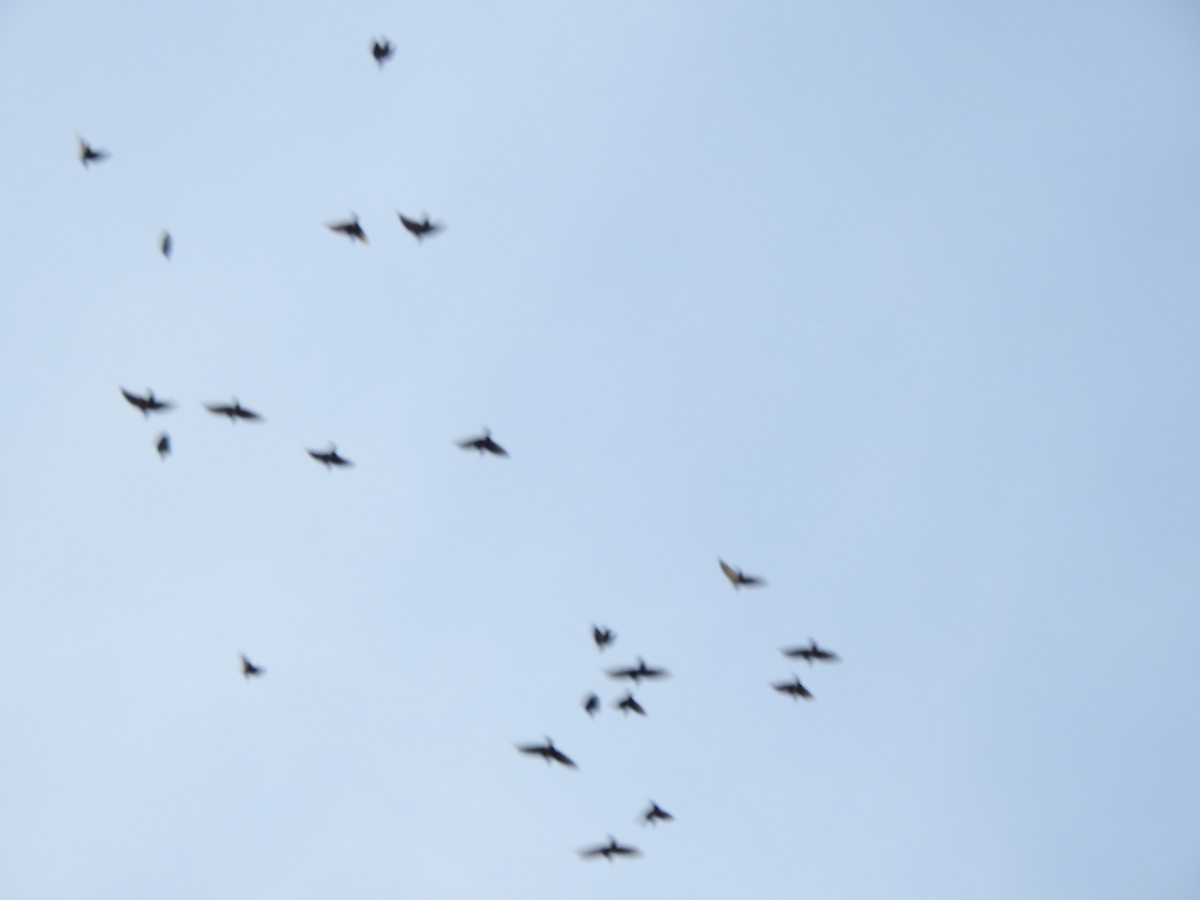 ムクドリモドキ科 - ML644670668