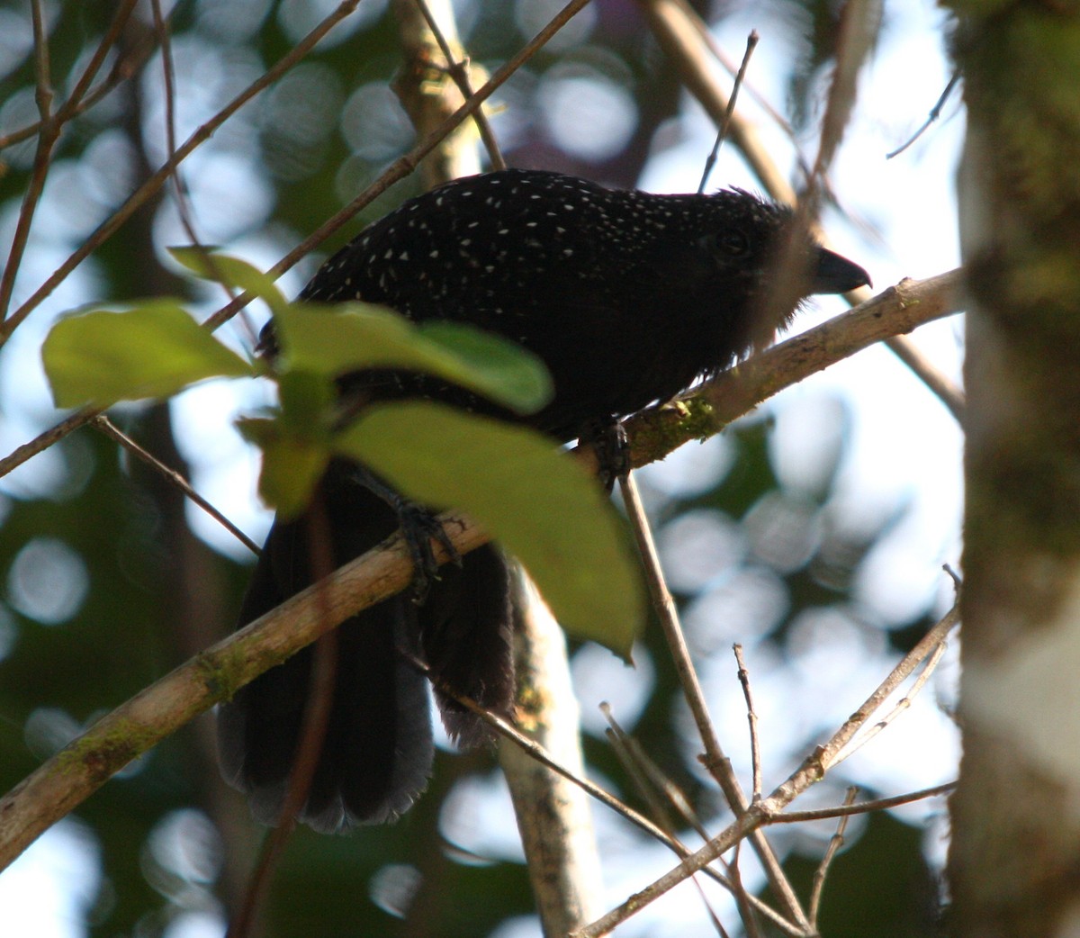 エボシオビロアリモズ - ML644670669