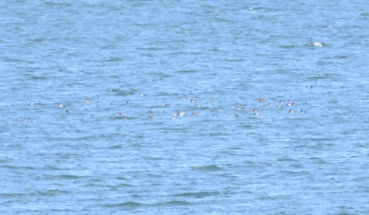 アメリカホシハジロ - ML644670670