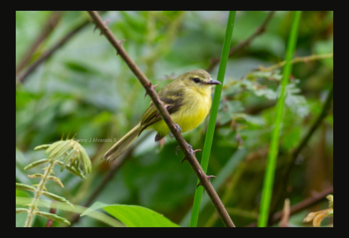 キイロコバシハエトリ - ML644670671