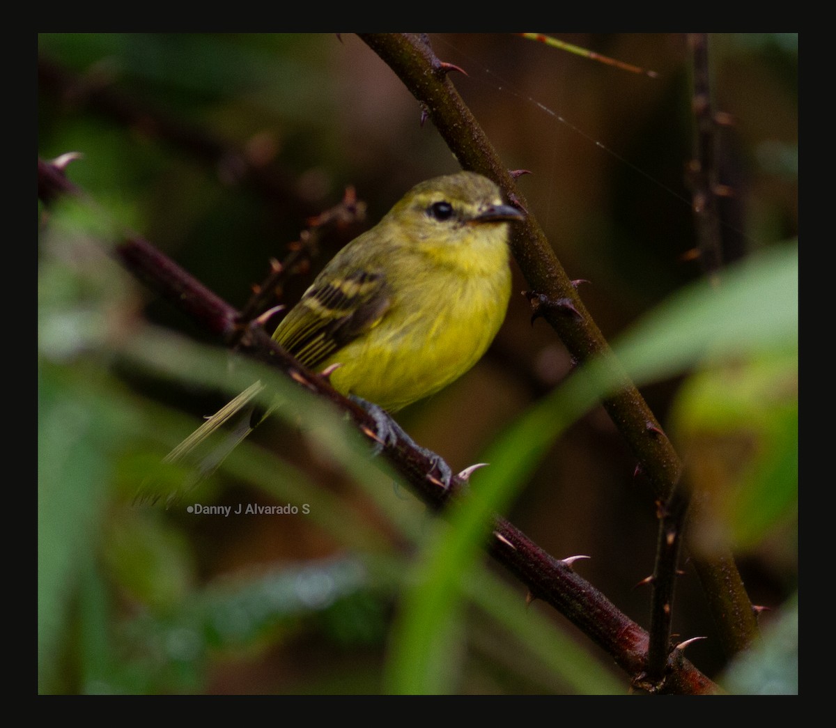 キイロコバシハエトリ - ML644670672