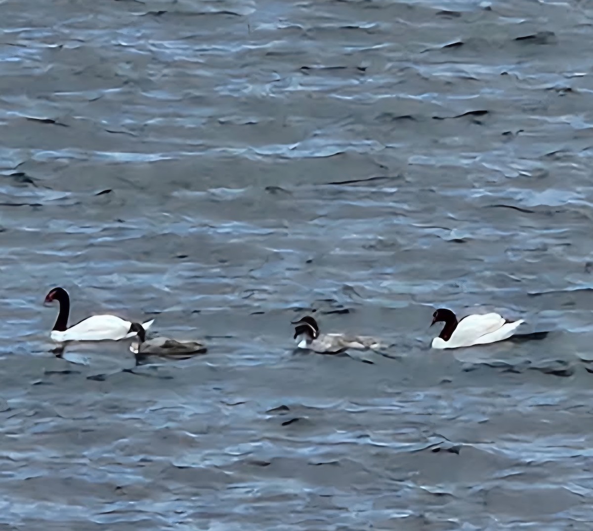 クロエリハクチョウ - ML644670673