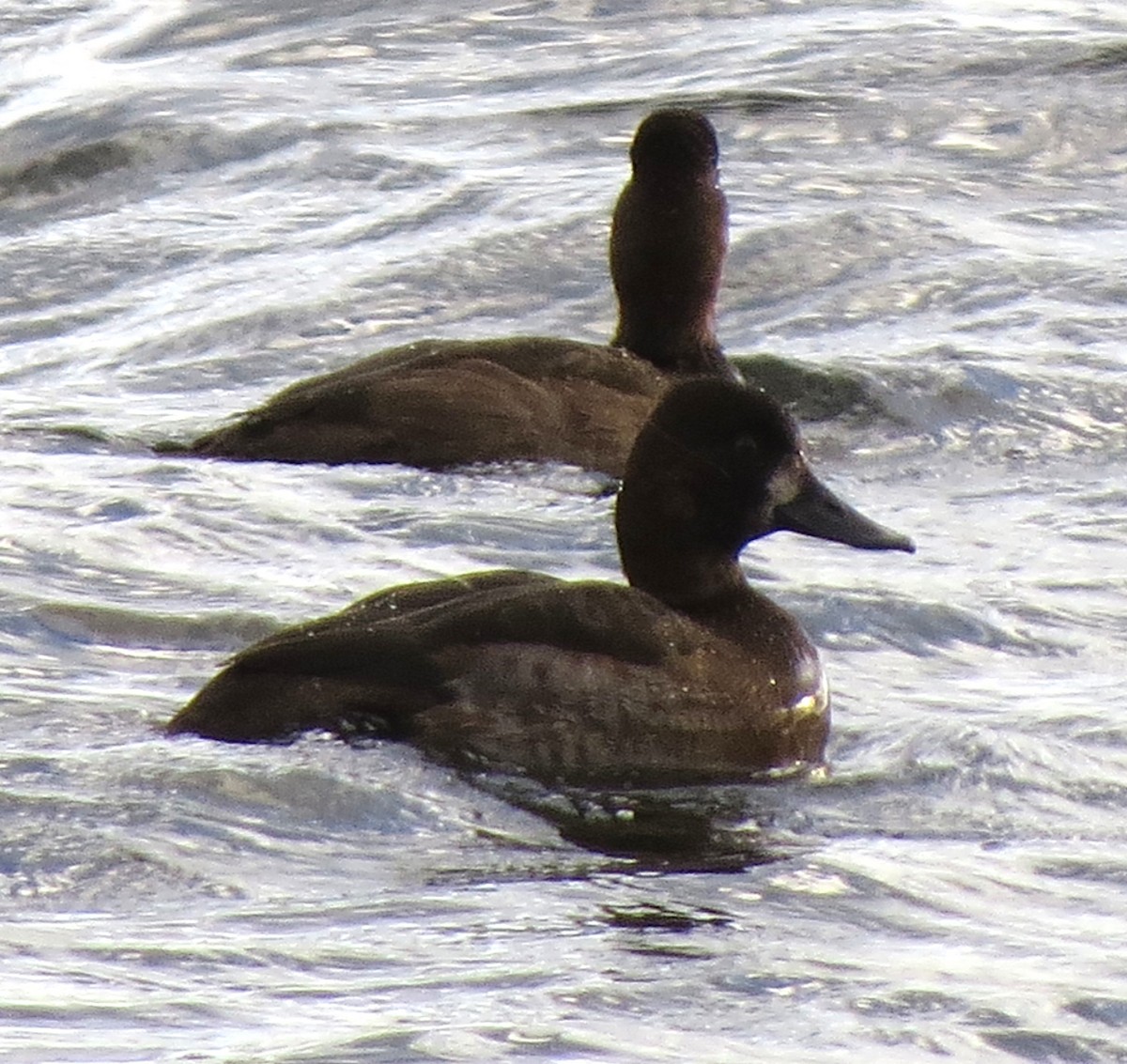 スズガモ - ML644670674