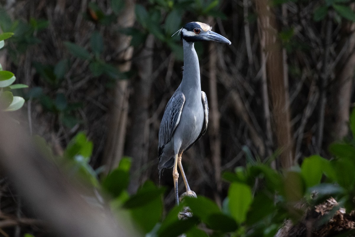 シラガゴイ - ML644670675