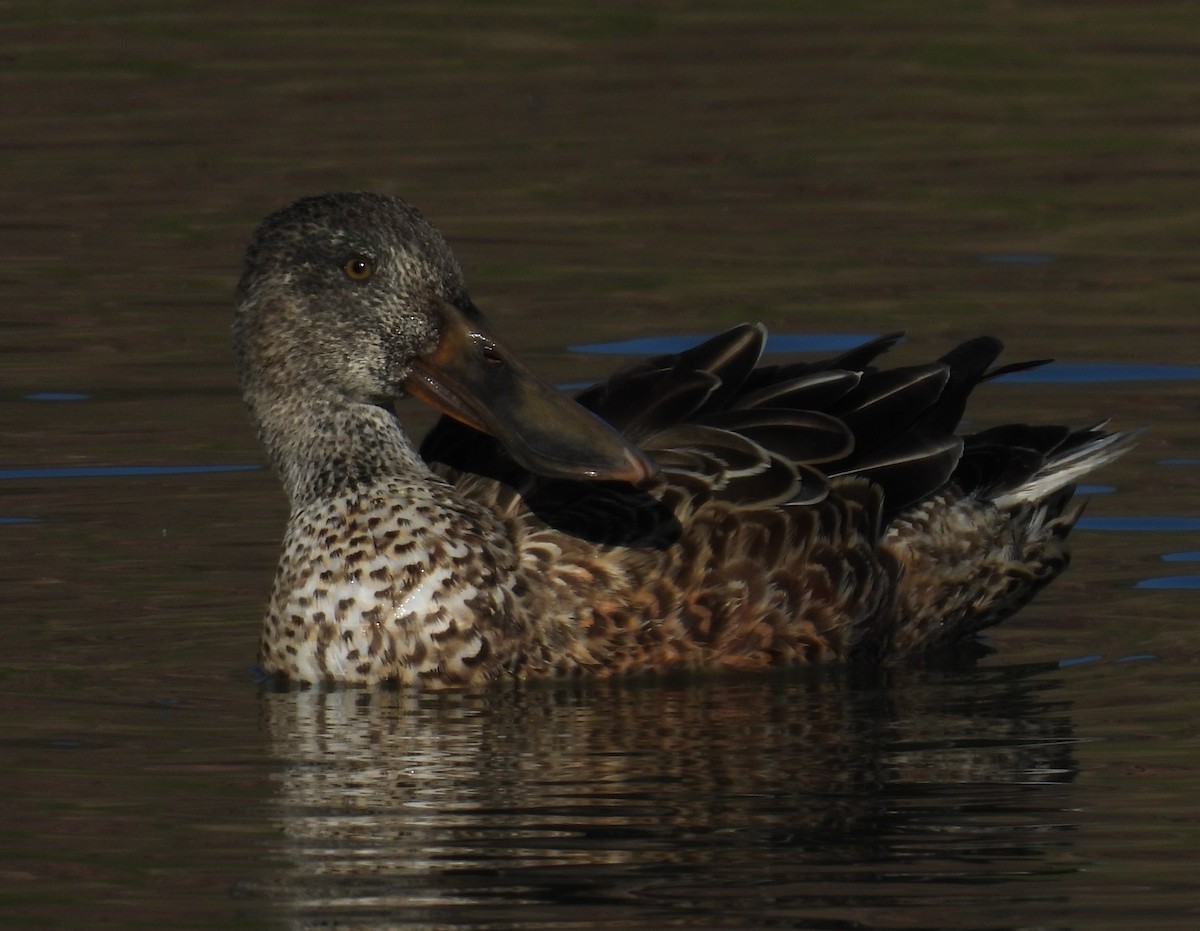 ハシビロガモ - ML644670677