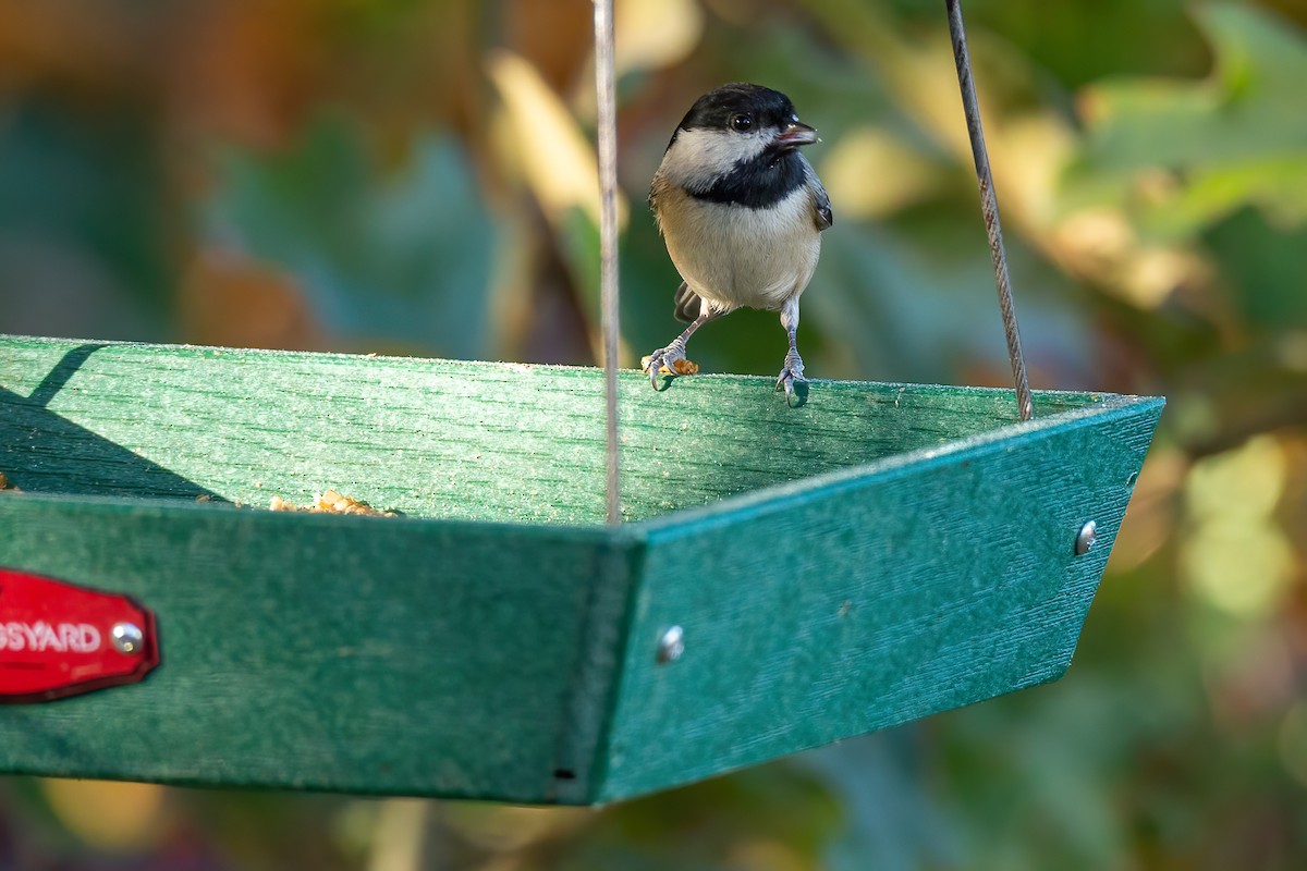 カロライナコガラ - ML644670678