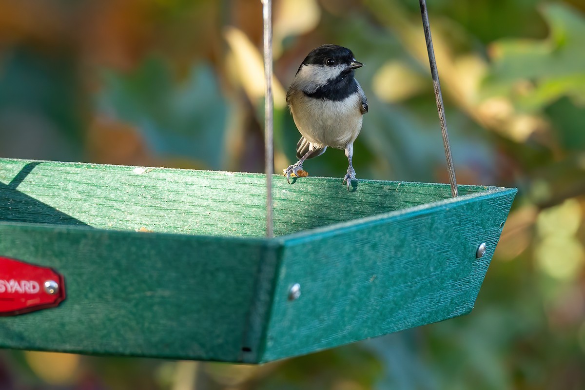 カロライナコガラ - ML644670679