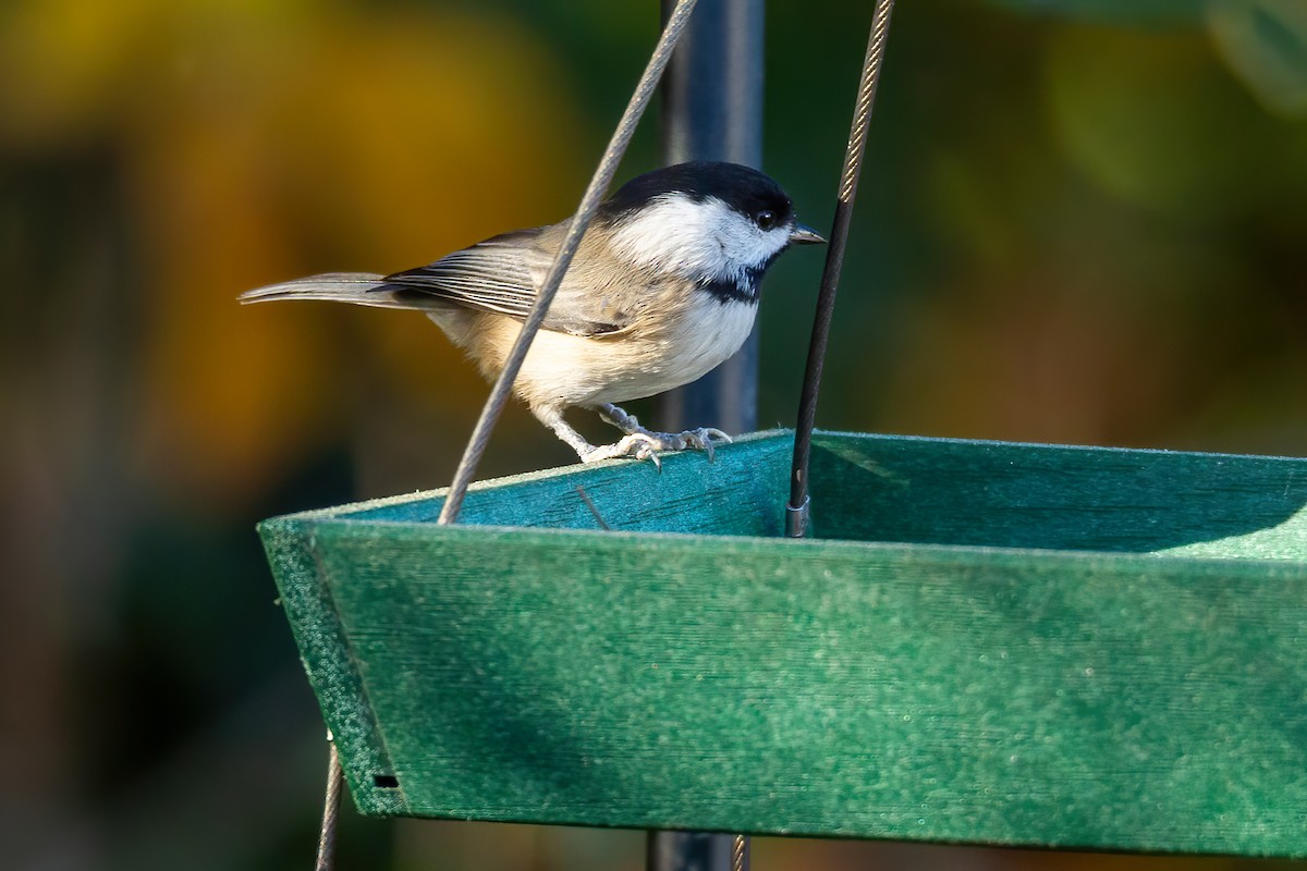 カロライナコガラ - ML644670680