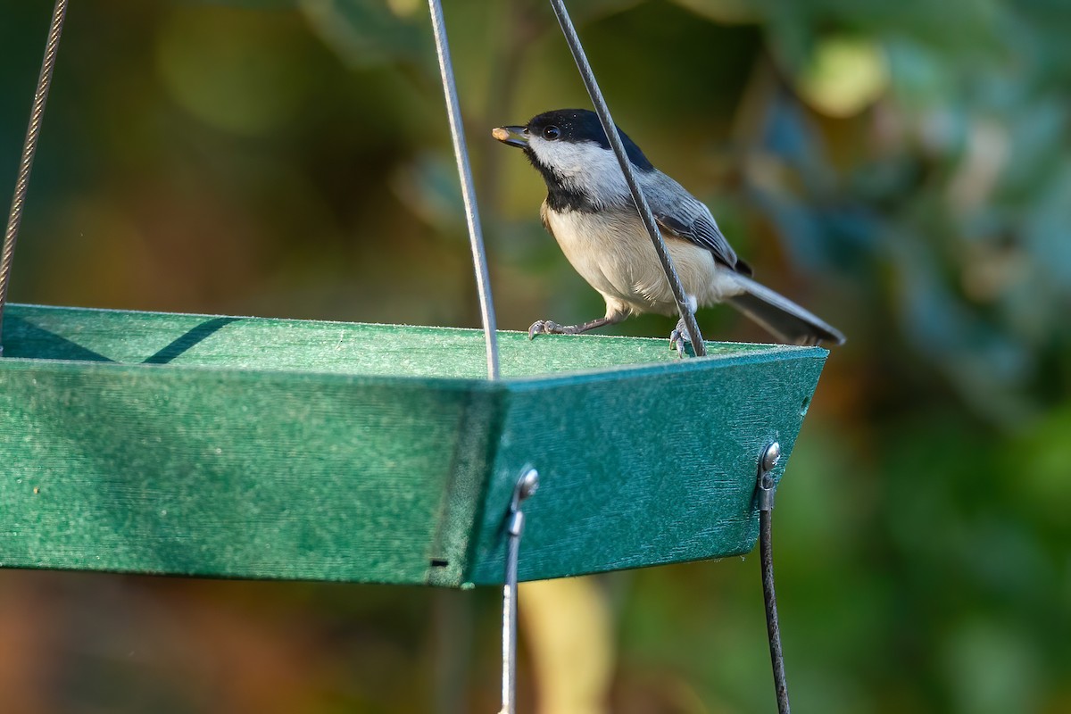 カロライナコガラ - ML644670681