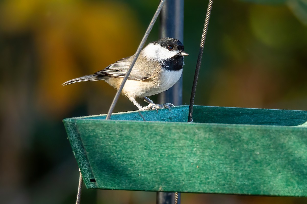 カロライナコガラ - ML644670682