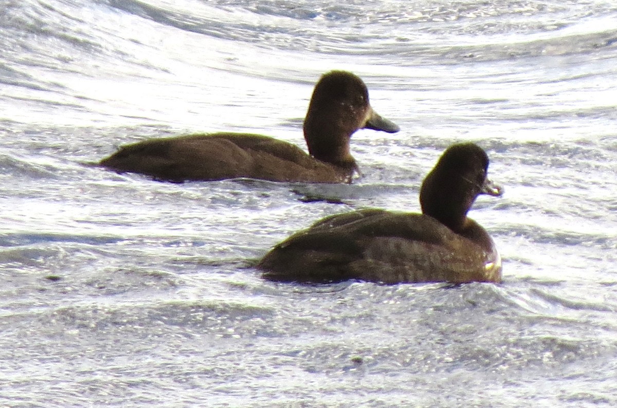 スズガモ - ML644670683